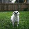 Art Dog GIF