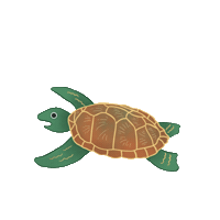 Turtle Sps Sticker
