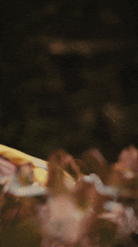 BrunschwigFils princess grace elegant fairytale GIF