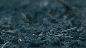 Honey Boy Flower GIF by Amazon Studios