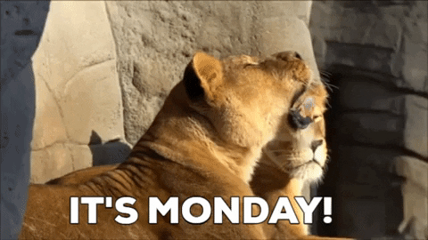 Monday Morning GIF by Squirrel Monkey