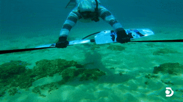 Summer Water GIF by Shark Week