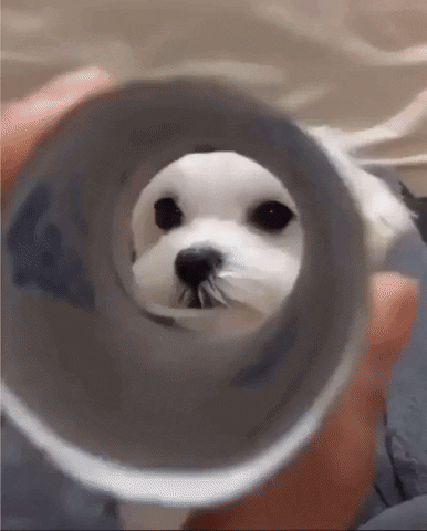 jermbly giphyupload GIF