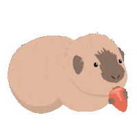Guinea Pig Eating Sticker by petall