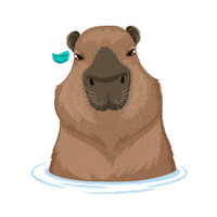 unimedblumenau blumenau nosso rio rio itajai açu nosso rio blumenau Sticker