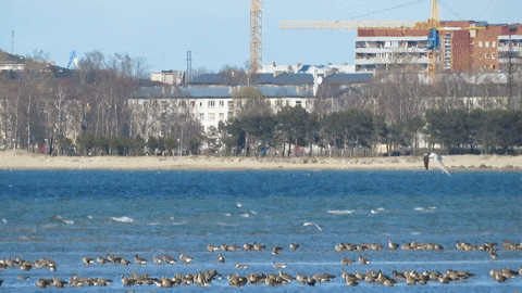 ingovalgma giphyupload GIF