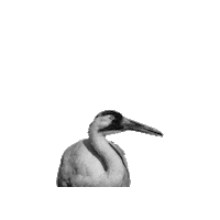 Endangered Species Act Bird Sticker by Defenders of Wildlife