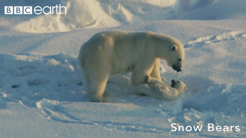 bury polar bear GIF by BBC Earth
