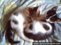 cute kitten GIF