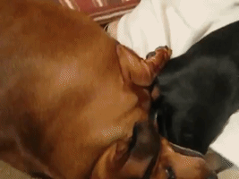 Best Bud Dogs Play-Fighting Has Adorable Consequences