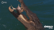 Lets Eat Australia GIF by PBS
