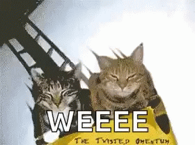 Cat Rollercoaster GIF