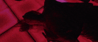 diplo GIF by Poppy
