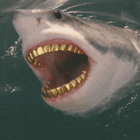 Shark GIF by ElmonX