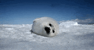 seal pup baby GIF