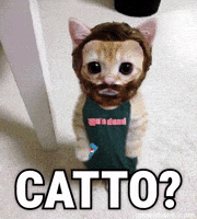 Cat Streamer GIF