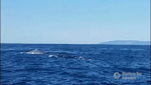 blue whale sea GIF by Monterey Bay Aquarium