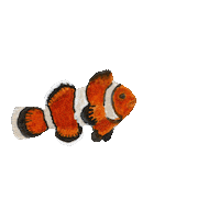 Water Ocean Sticker