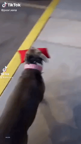 Idle American Bully Waits for Owner to Lift Her Into Car
