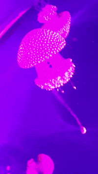 Jellyfish Medusa GIF by EDGARDUDE