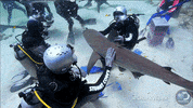 pet discovery GIF by Shark Week