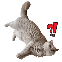 snowball_gr reaction cat what confused Sticker