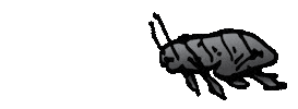 Bug Insect Sticker