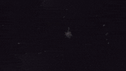 Lily GIF