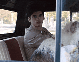 Dog Truck GIF by Aristotle and Dante Universe