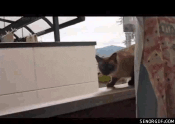 jumping grumpy cat GIF by Cheezburger