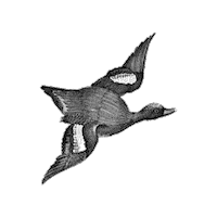 Black And White Bird Sticker by The Wild Curiosity