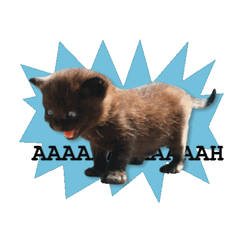 Cat Scream Sticker by max contre-attaque
