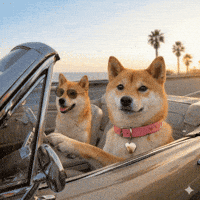 West Coast GIF by DogeGF