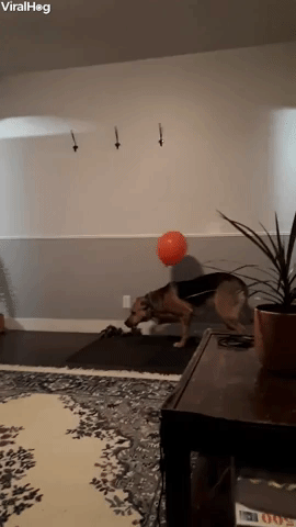 Balloon Confuses Dog
