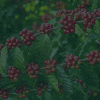 rainbowagrobrasil rainbow agro rainbowagro tudosobrecrescimento GIF