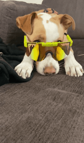 Dog Begging GIF by Pit Viper