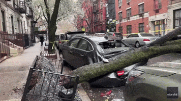 Car Crushed by Tree Toppled During High Winds in Manhattan