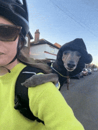 zozothewhippet bike greyhound whippet zozothewhippet GIF