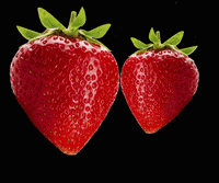 iFarm red new post post strawberry GIF
