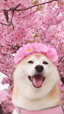 cuteanimalland giphyupload GIF