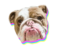 Ocean Park Standoff Dog Sticker by Hollywood Records