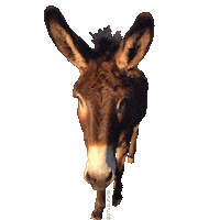 Donkey Sticker by Elk Grove Milling Stable Mix