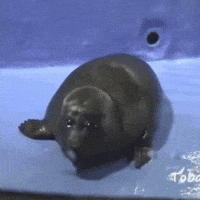 Sad Seal GIF
