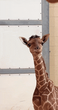Baby Looking GIF