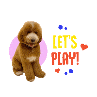 Poodle Sticker by Z Giant Poodles