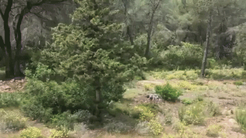 dominikborn giphygifmaker GIF