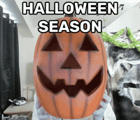 Trick Or Treat Halloween GIF