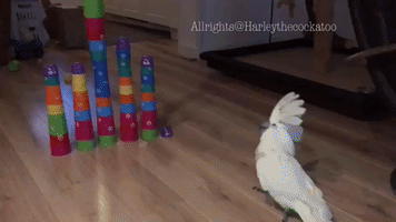 Harley the Cockatoo Kicks Toy Tower Over in Kitchen