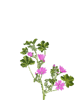 Flower Oerrr Sticker by Natuurmonumenten