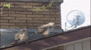 poop and run forever GIF by Leroy Patterson